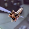 5ct Radiant Cut Champagne Sapphire Engagement Ring