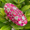 9.8ctw Ruby and White Sapphire Cluster Cocktail Ring