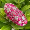 9.8ctw Ruby and White Sapphire Cluster Cocktail Ring