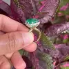 9.5ct Asscher Cut Emerald Paved Cocktail Ring