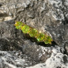 1.2ct Five-Stone Round Cut Peridot Wedding Band