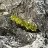 1.2ct Five-Stone Round Cut Peridot Wedding Band