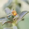 Cushion Cut Halo Rose Gold 3.0 CT Matching Couples' Rings